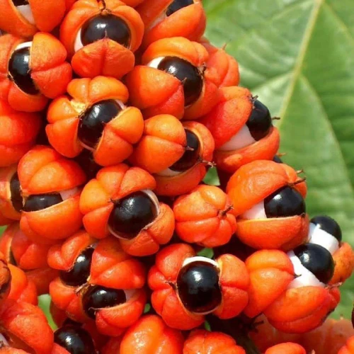 Guarana-Samen