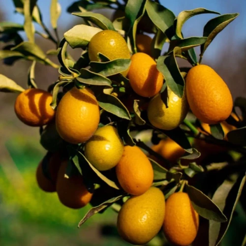 Frische Kumquats